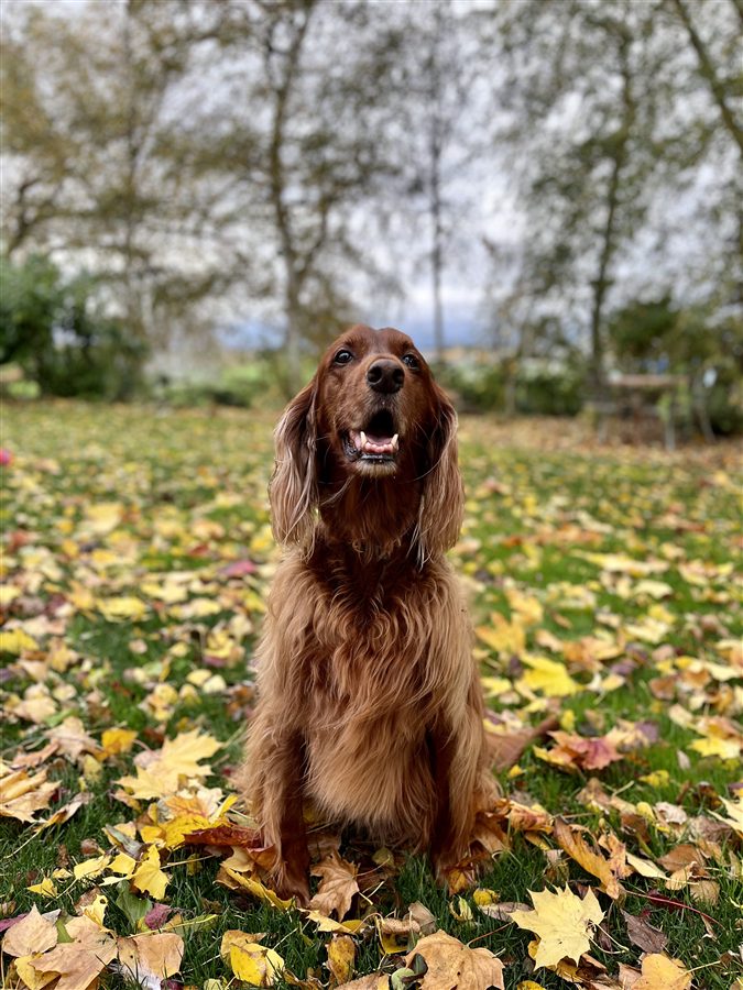 Dixie, an Irish Setter with her favourite toy