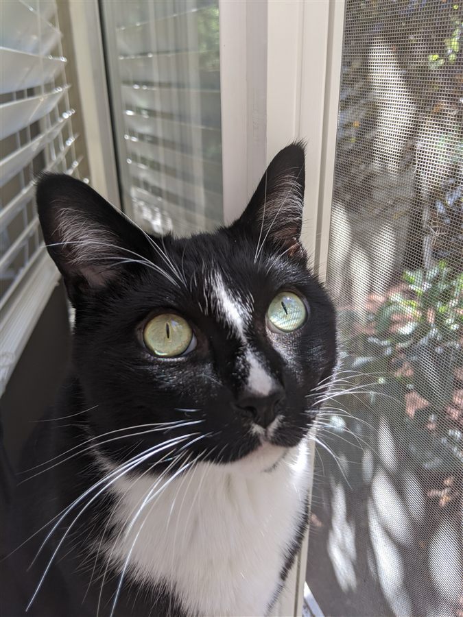 Jiji the tuxedo cat, a regular at La Conner Pets