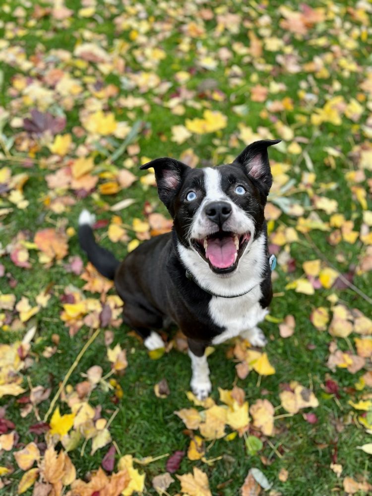 Tucker, a happy dog sitting in autumn leaves